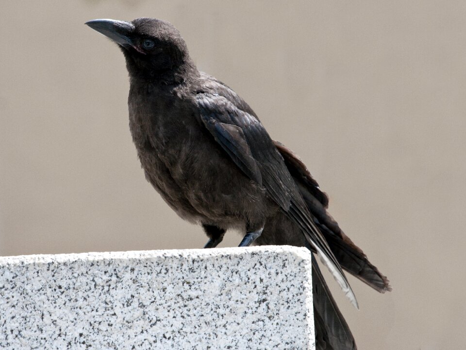 Bird raven raven bird photo