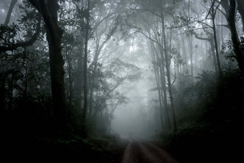 Ghost in The Mist