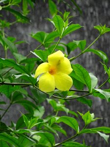 Nature blossom natural