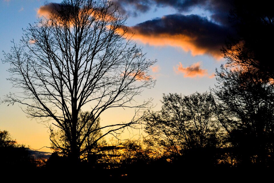 Trees silhouette sky photo
