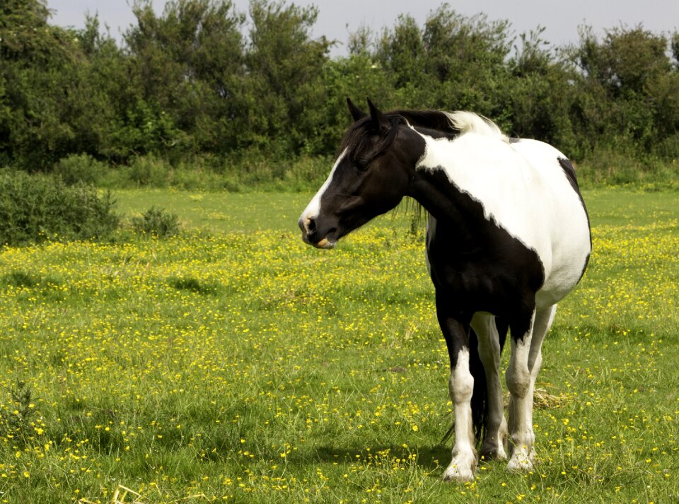 White pinto animal