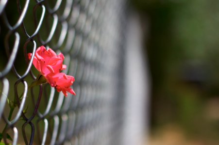 Rose Through the Fence 1