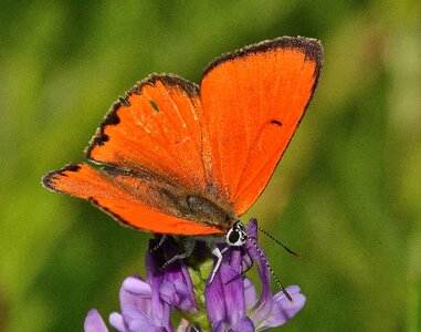 Insects butterflies lycaena photo