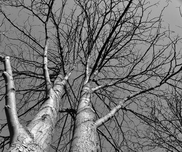 Crown branches autumn