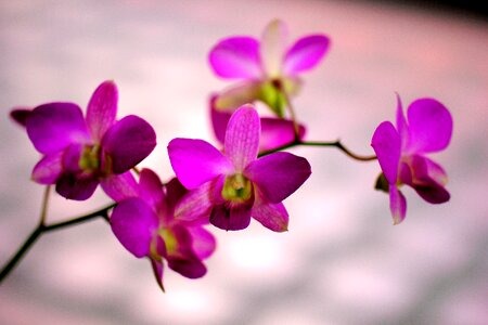 Purple flower nature floral photo