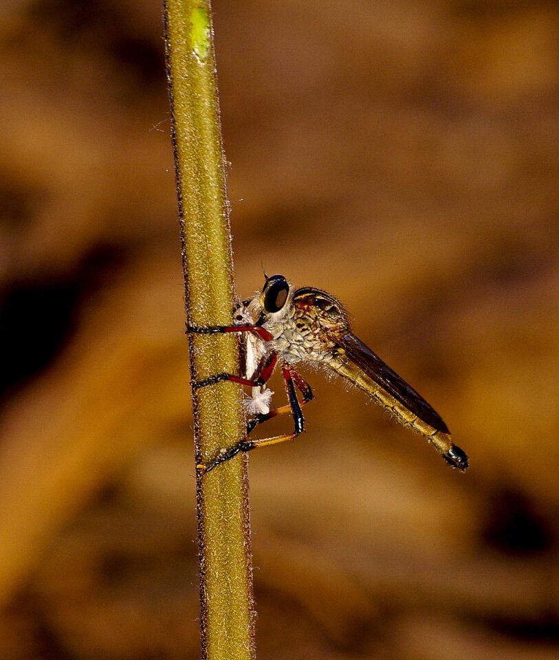 Resting stalk wild