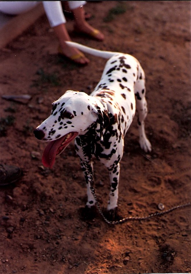 Mascot