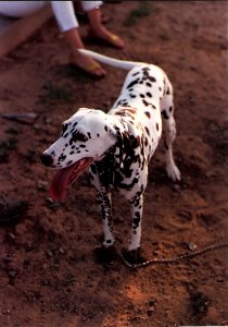 Mascot