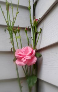 Roses in Bloom photo