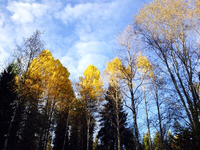 Tree deciduous trees nature