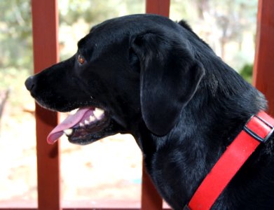 Cadu Profile