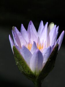 Nature lotus pond photo