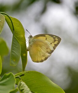 Wild wing eggs photo