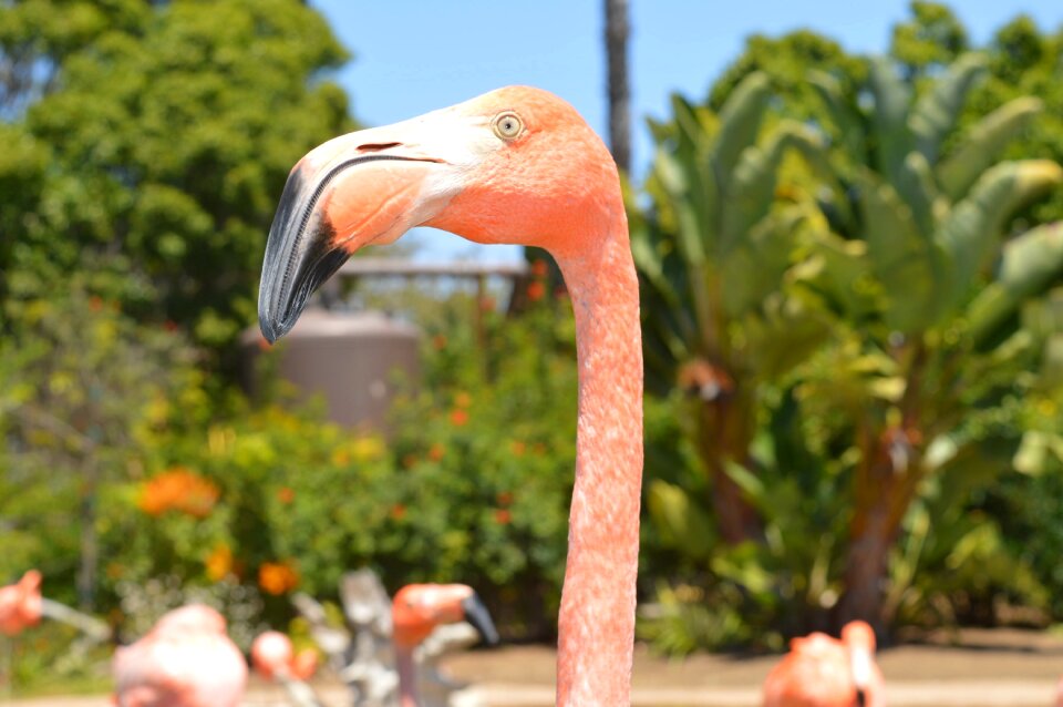 Wildlife exotic outdoors