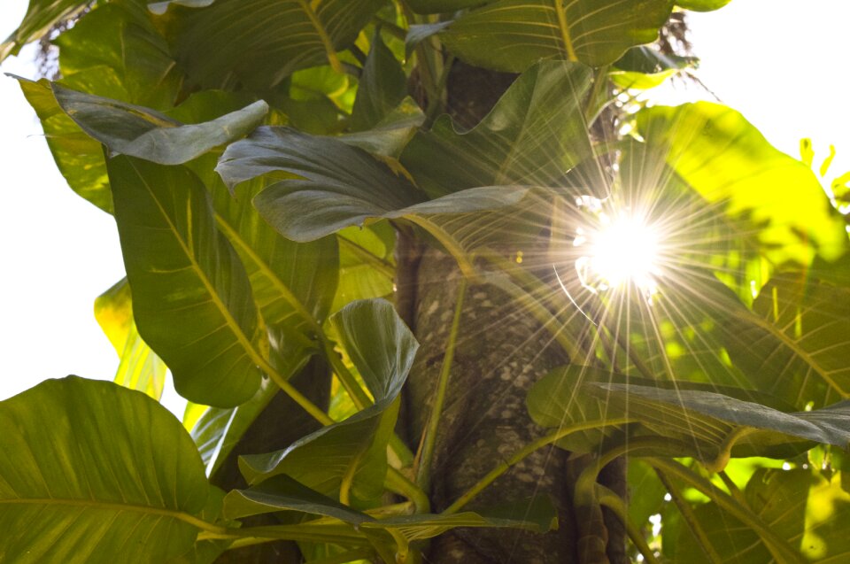 Flare sunlight sun