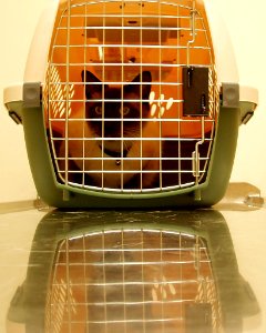 Pet-transport-Sydney