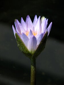 Nature lotus pond photo