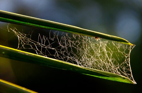 Tangle trap cobweb photo
