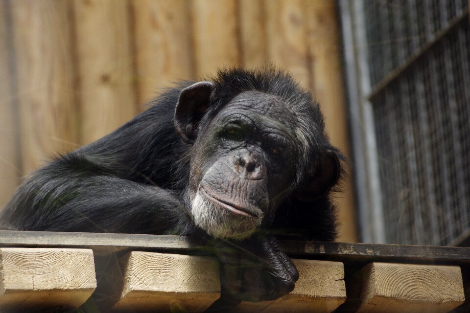 Animal ape tallinn zoo