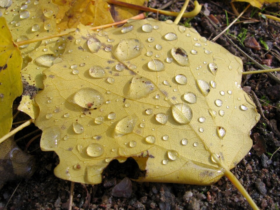 Water raindrops foliage