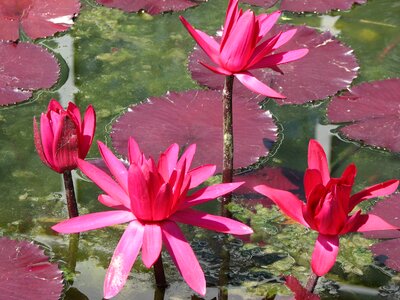 Pond flower green