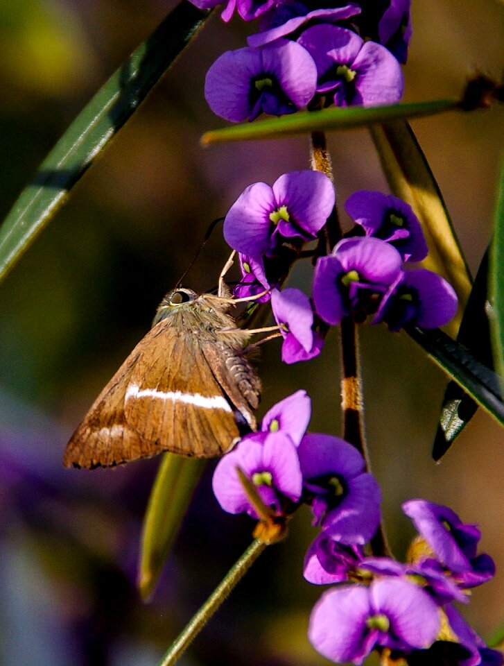 White wings flowers