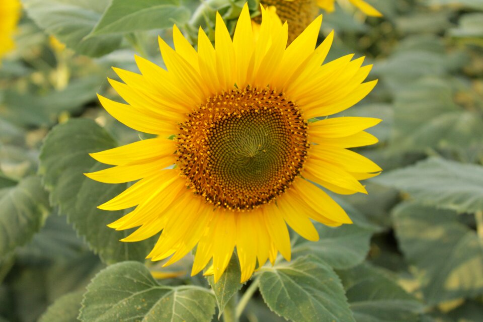 Leaves farm flower