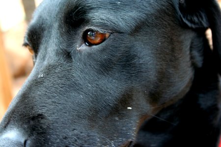 Eye of the Dog