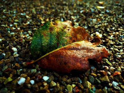 Gravel autumn fall leaves