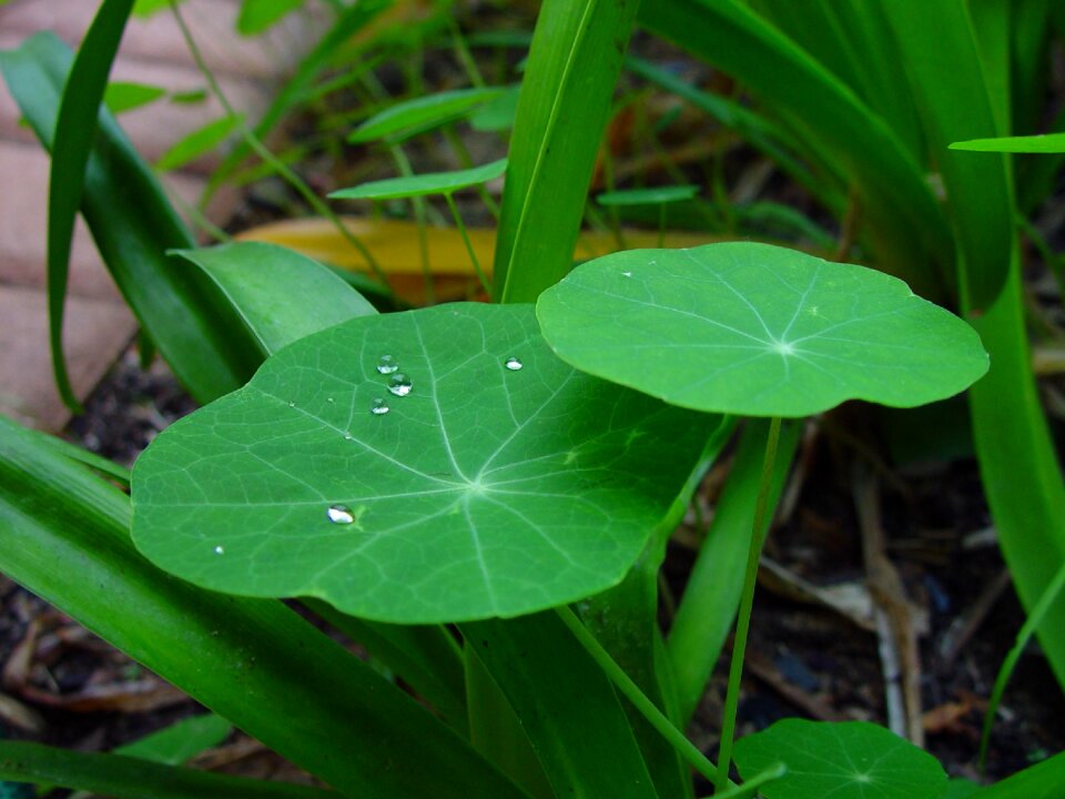 Plants green water