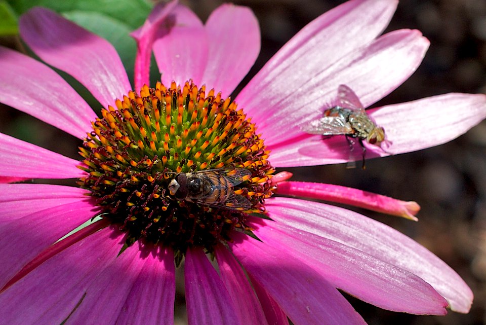 2009/365/202 Two Flies Walking onto a Flower...