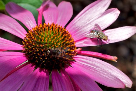 2009/365/202 Two Flies Walking onto a Flower...
