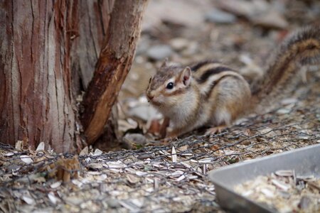 Wood natural and cute small move the photo