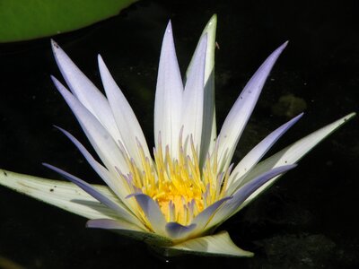 White lotus pond photo
