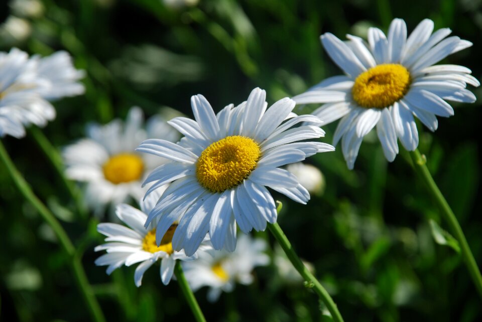 Daisies summer meadow flower