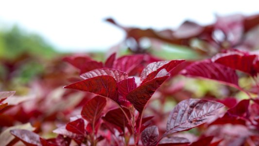 Vegetable Amaranth photo