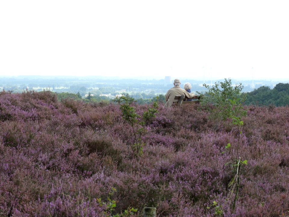 Nature field landscape