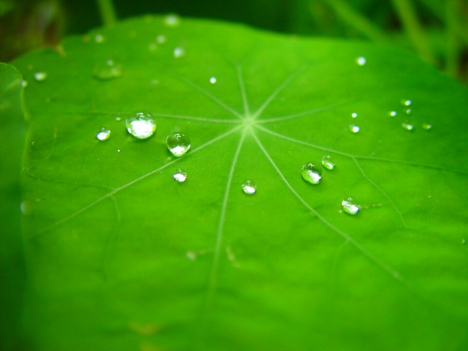 Plant green texture photo