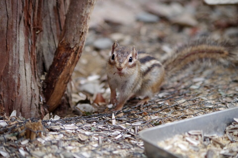 Small wood forest animals photo