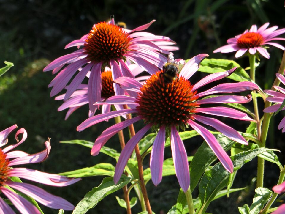 Coneflower blossom bloom