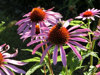 Coneflower blossom bloom