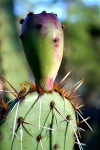 Prockly Pear Fruit