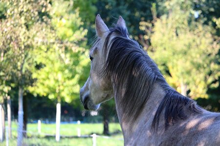 Thoroughbred arabian mold animal photo