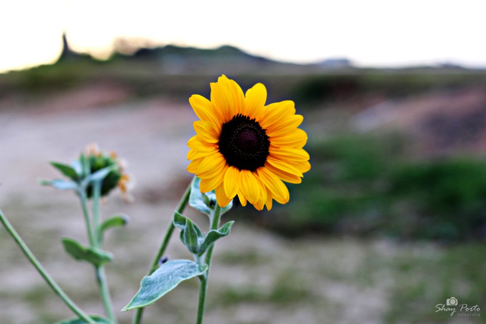 flor