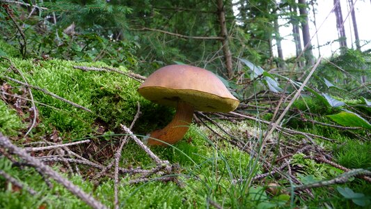 Forest cep mushrooms