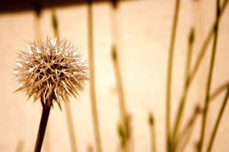 Puffball Side