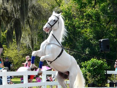 White horse lipizzan german