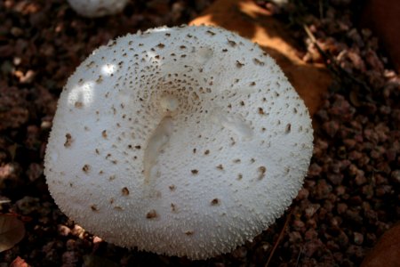 Mondo Shroom