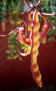 Hanging Pod