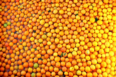 Food healthy citrus